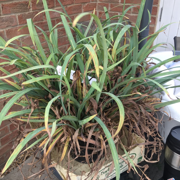 Plant image Carex laxiculmis 'Bunny Blue'