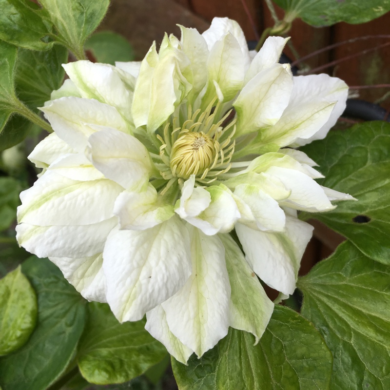 Plant image Clematis 'Duchess of Edinburgh'