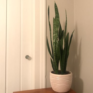 Sansevieria