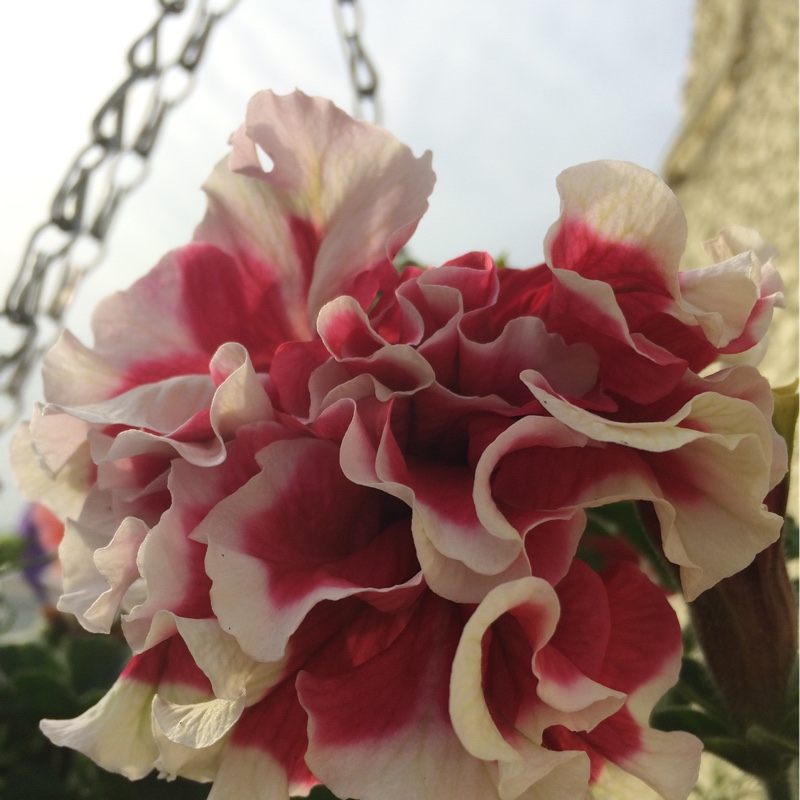 Plant image Petunia x hybrida 'Priscilla'