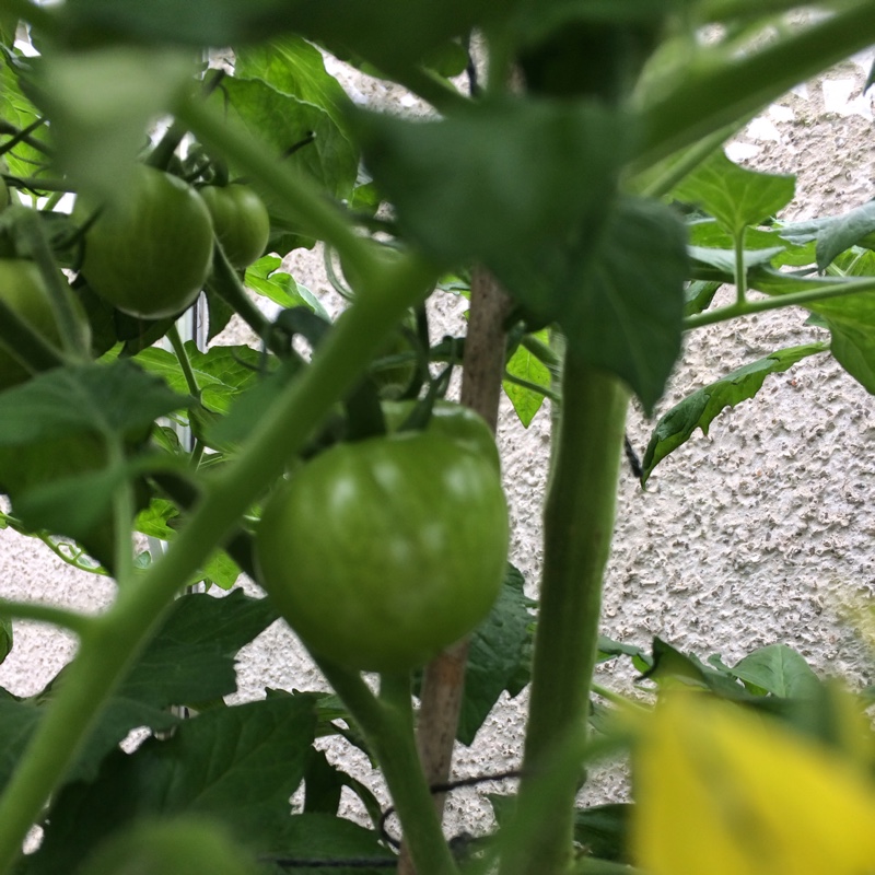 Tomato 'Shirley'