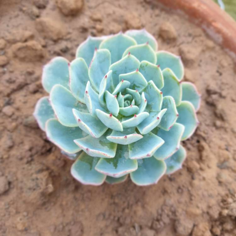 Plant image Echeveria Chihuahuaensis