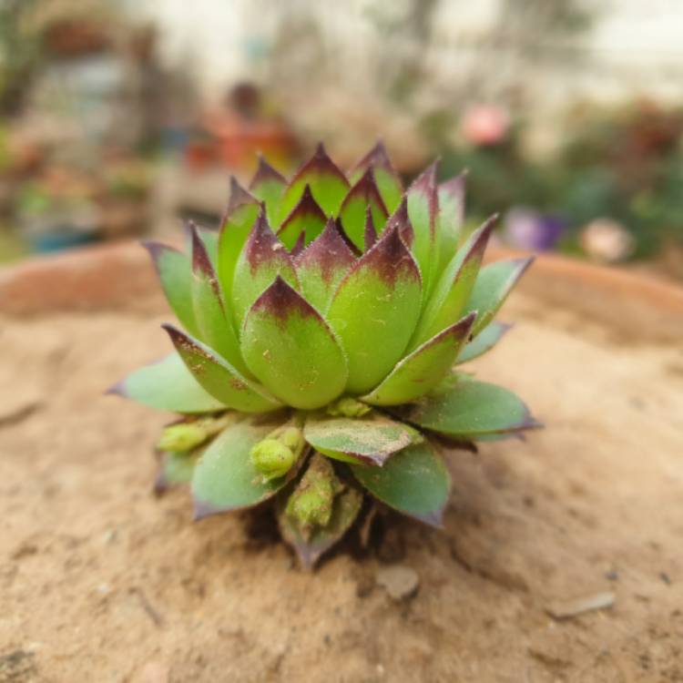 Plant image Sempervivum Royanum