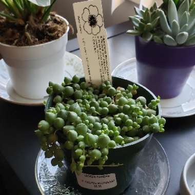 String of Pearls