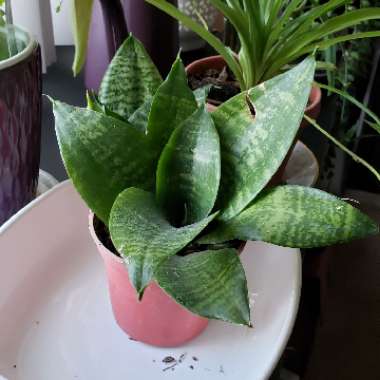 Birds-nest snake plant