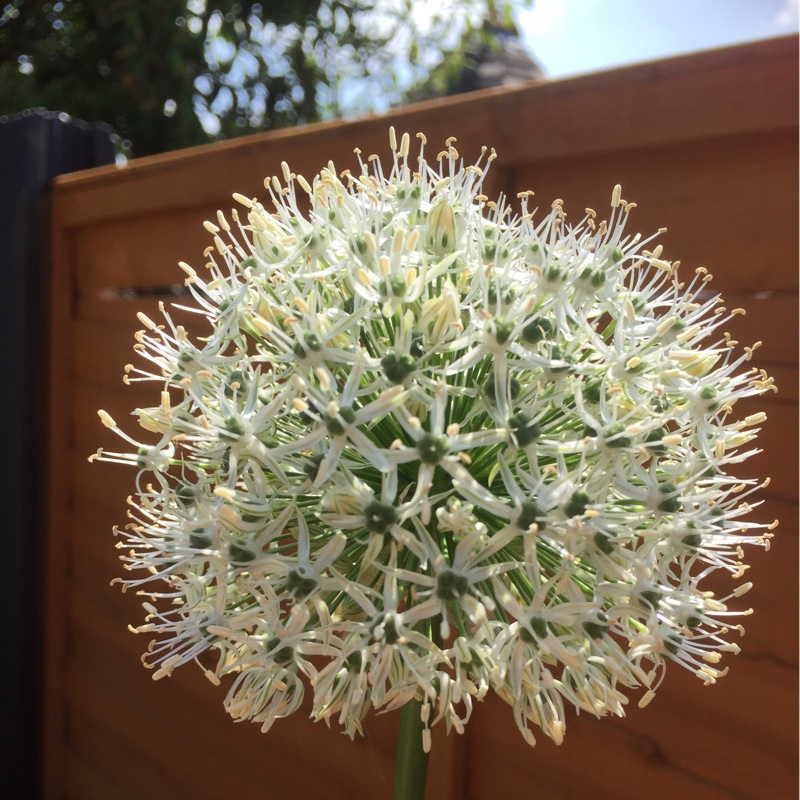 Allium