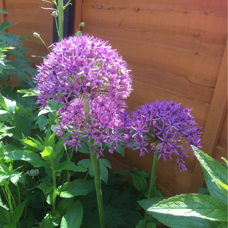 Allium