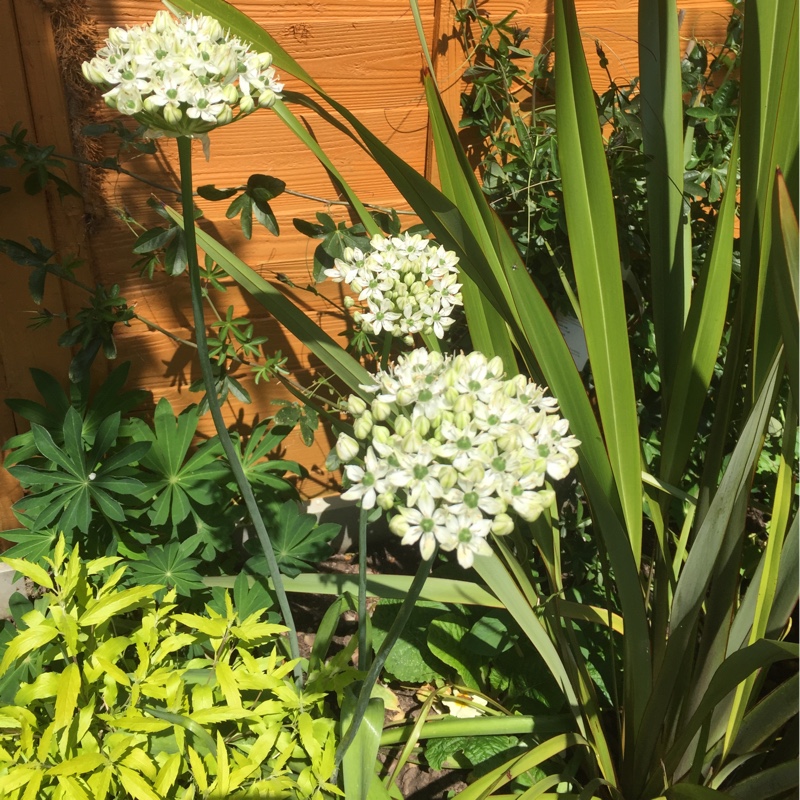 Allium 'Mount Everest'