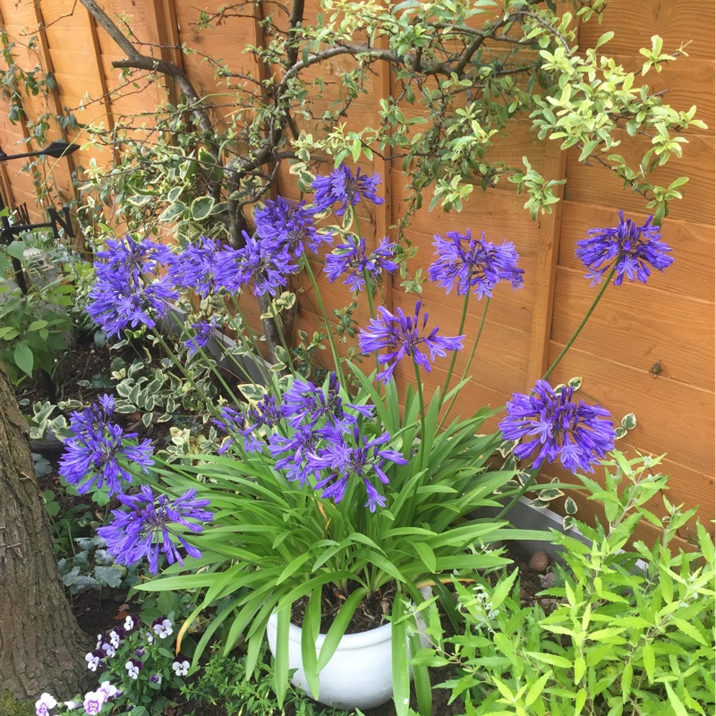 Plant image Agapanthus 'Arctic Star'