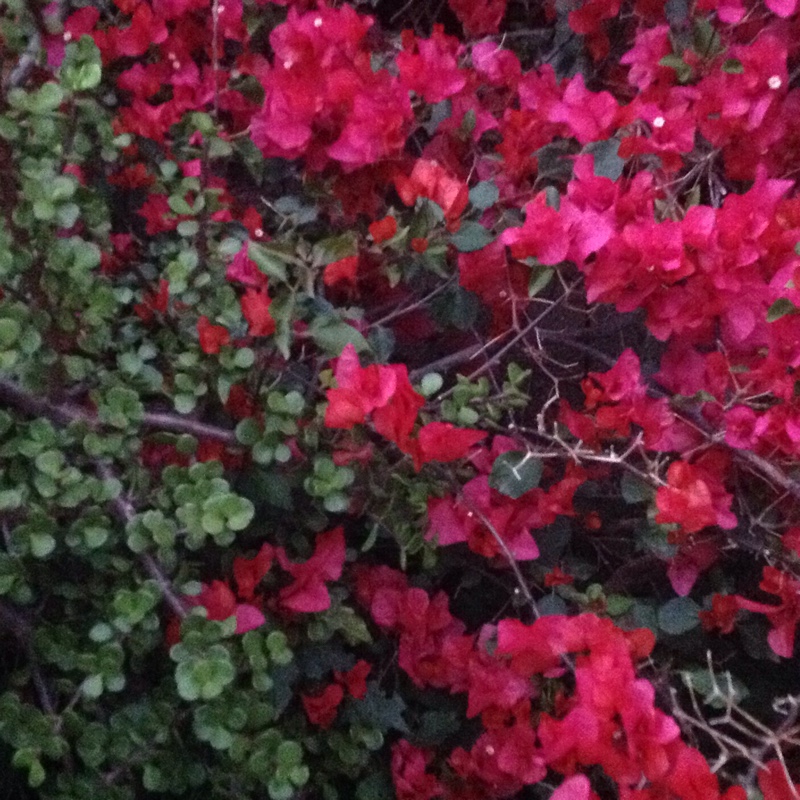 Plant image Bougainvillea 'Glowing Sunset'