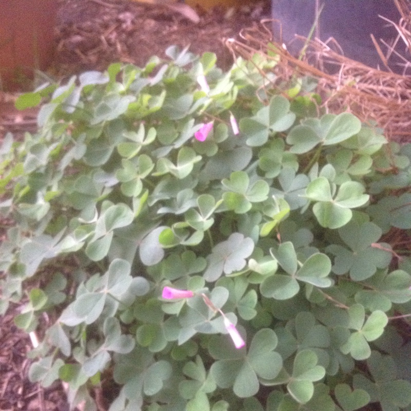 Plant image Oxalis corniculata