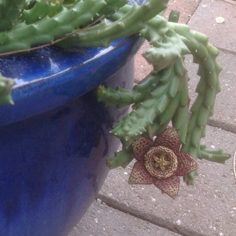 Starfish flower