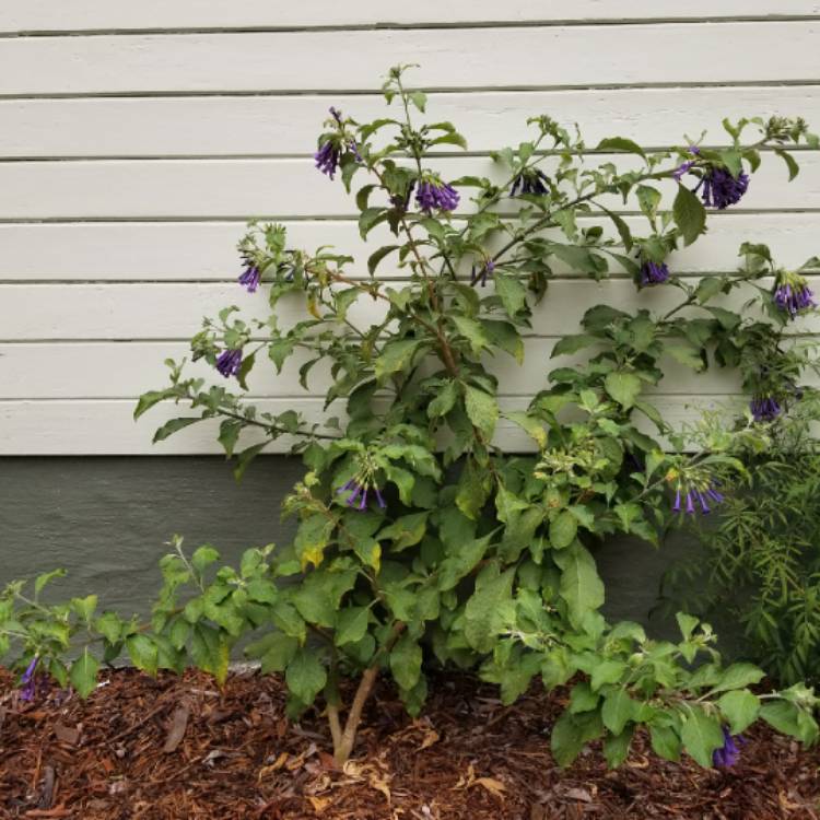 Plant image Clematis 'Rooguchi'