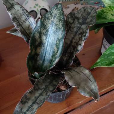 Sansevieria Kirkii Var Pulchra Coppertone