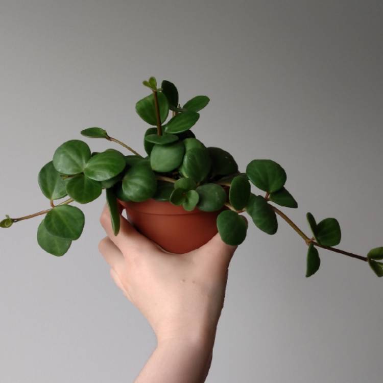 Plant image Peperomia Rotundifolia