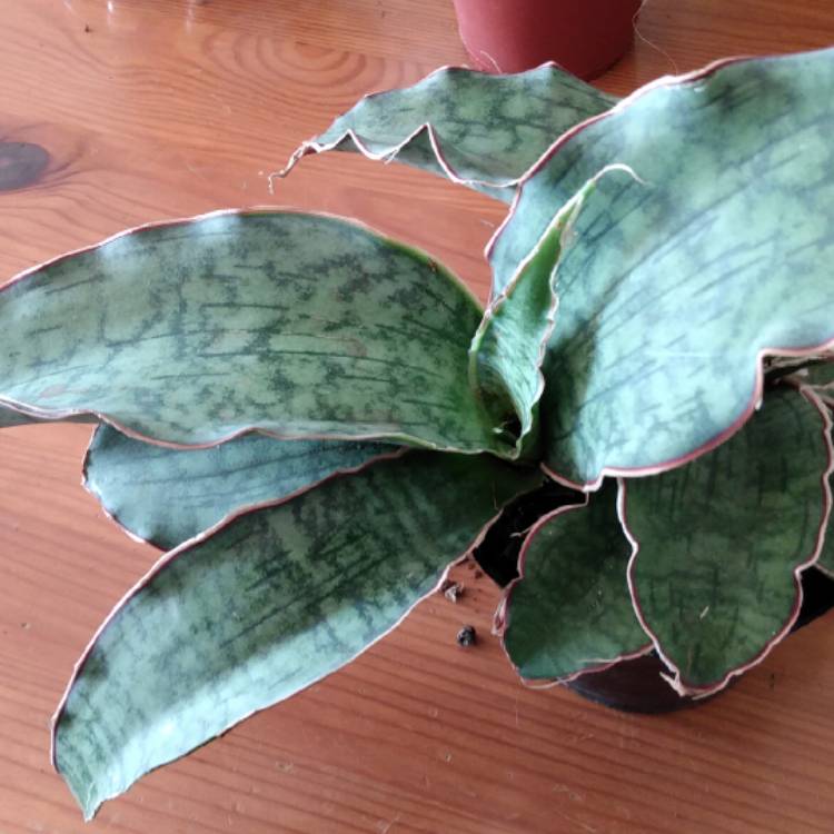 Plant image Sansevieria kirkii 'Silver Blue'