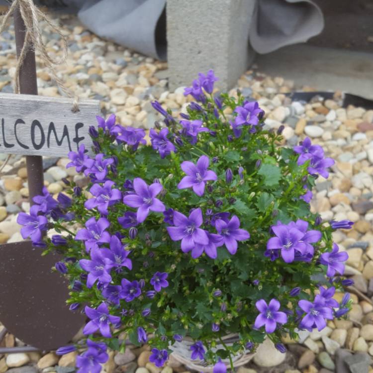 Plant image Campanula portenschlagiana 'Ambella'