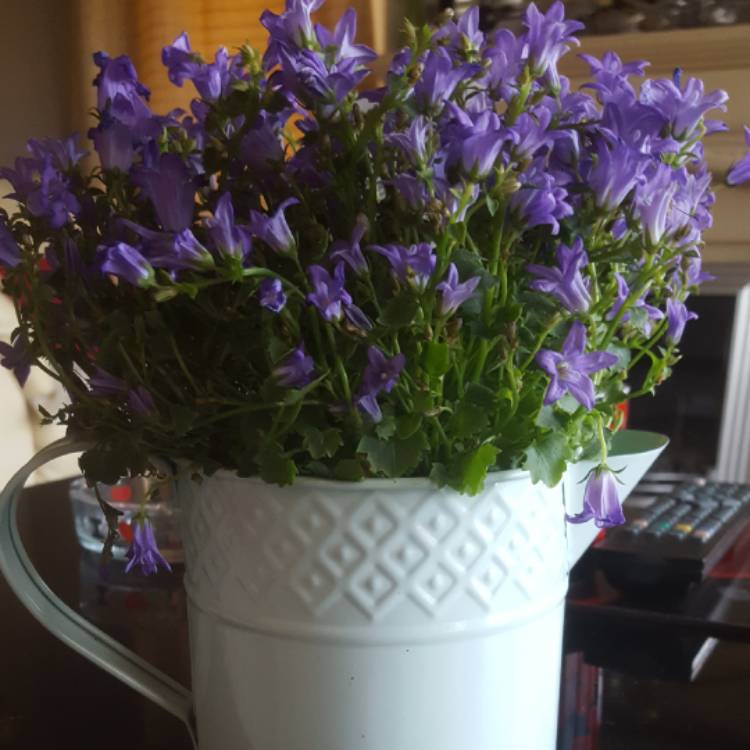 Plant image Campanula 'Ambella Purple'