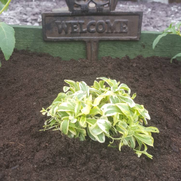 Plant image Arabis ferdinandi-coburgi 'Old Gold'