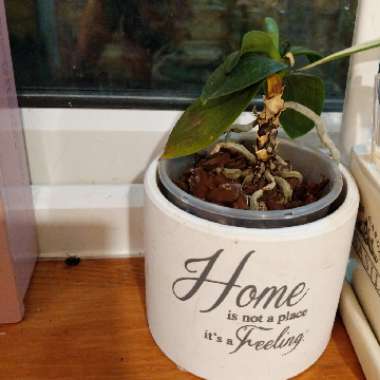 Mini Phalaenopsis Orchid