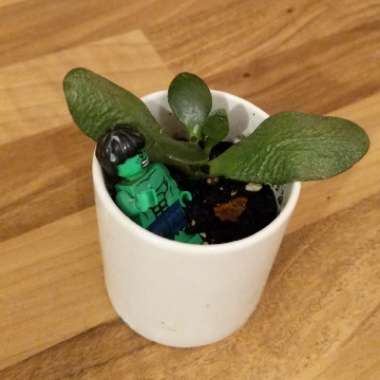 Dwarf Jade Plant