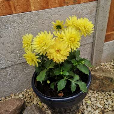 Dahlia 'Grandalia Yellow' (Bedding)