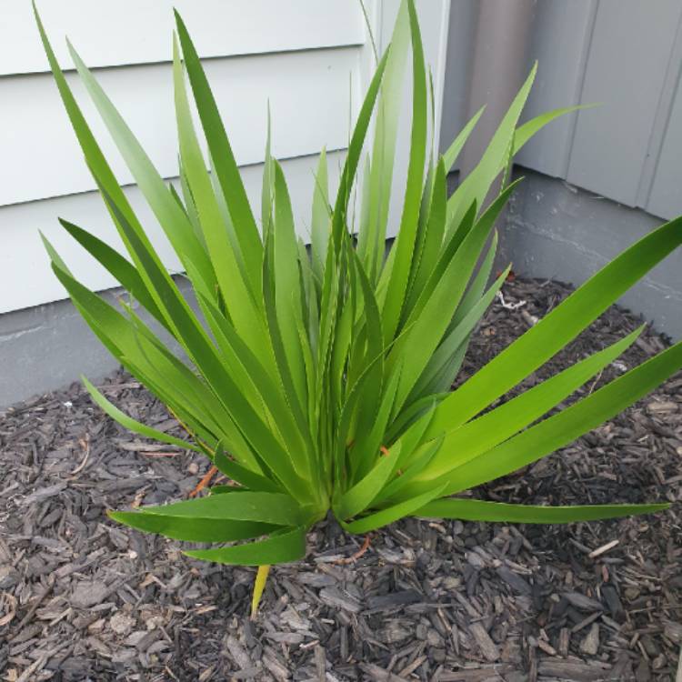 Plant image Xeronema Callistemon 