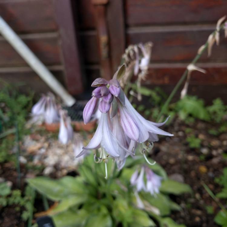 Plant image Hosta fortunei var. albopicta syn. Hosta 'Aureomaculata' (fortunei), Hosta 'Picta' (fortunei)