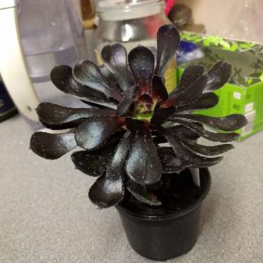 Aeonium 'Zwartkop'