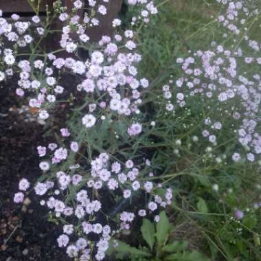 Gypsophila