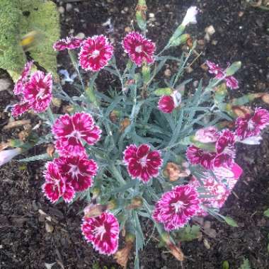 Scented Alpine Pink 'Supernova'