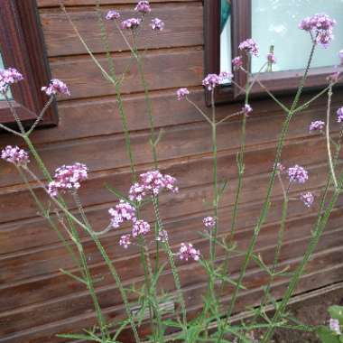 Purple Top Vervain