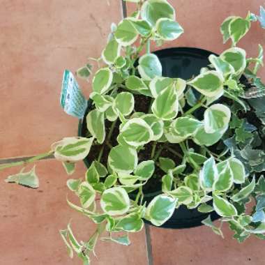 Peperomia Scandens Variegata