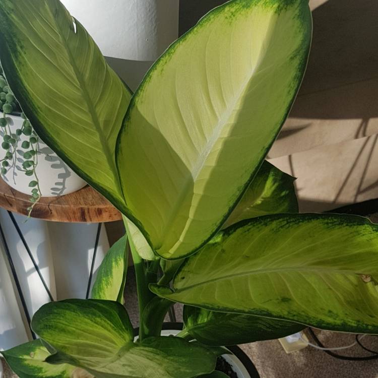 Plant image Dieffenbachia hybrida 'Tropic Marianne'