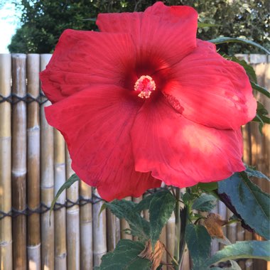 Hibiscus rosa-sinensis