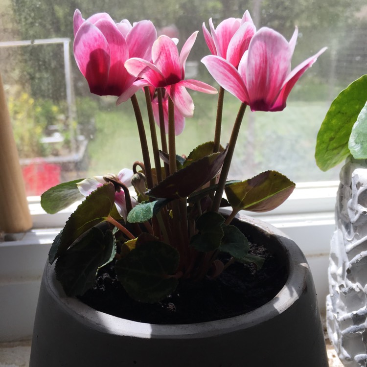 Plant image Cyclamen 'Halios Fantasia Deep Rose' (Halios Series)