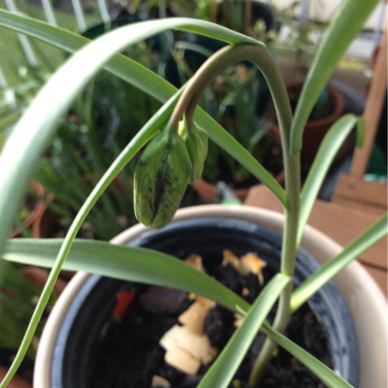 Fritillaria meleagris