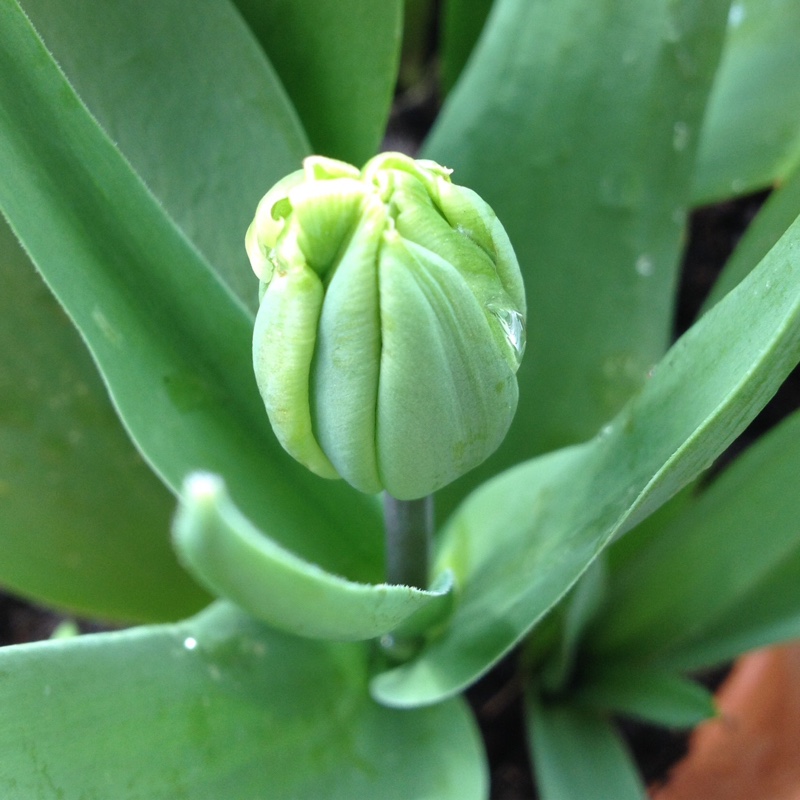 Tulipa 'Angelique'