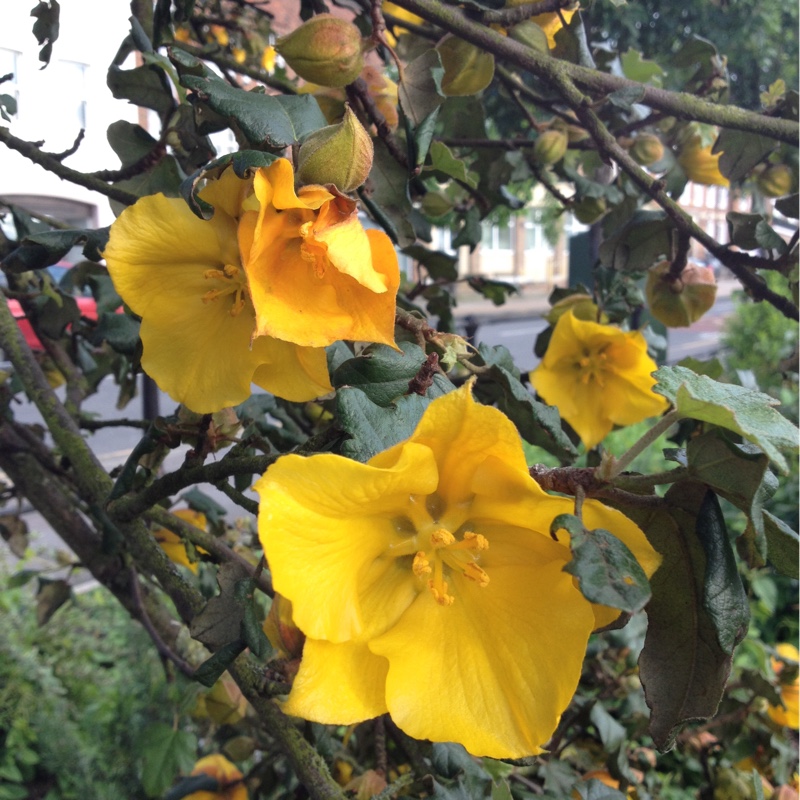 Plant image Fremontodendron