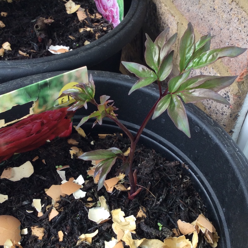 Peony 'Rubra Plena' (Herbaceous)