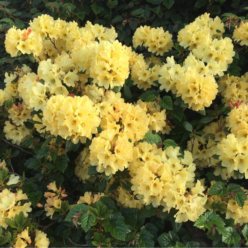 Plant image Rhododendron 'Nancy Evans'