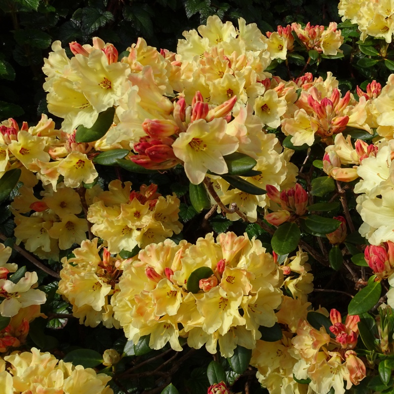 Rhododendron 'Nancy Evans'