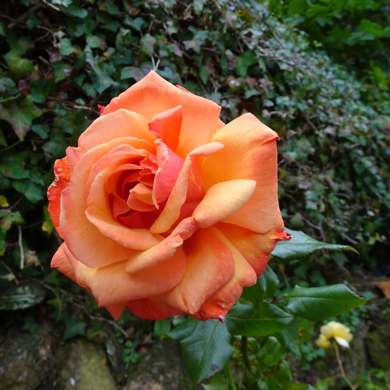 Rose (Hybrid Tea)