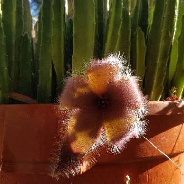 Stapelia desmetiana syn. S. grandiflora Curtis