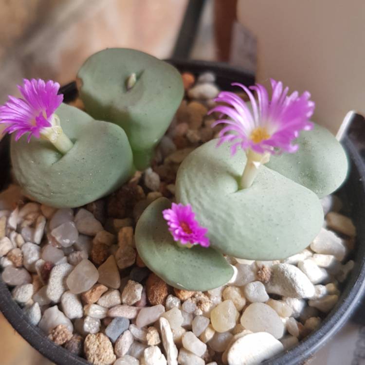 Plant image Conophytum bilobum syn. Derenbergia biloba, Mesembryanthemum bilobum