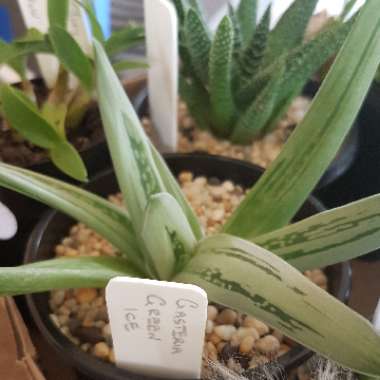 Gasteria