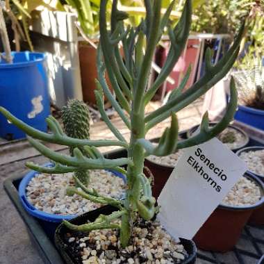 Senecio 'Elk Horns'