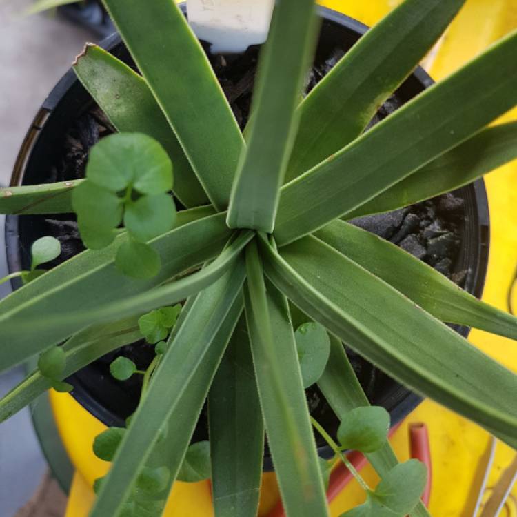 Plant image Agave bracteosa