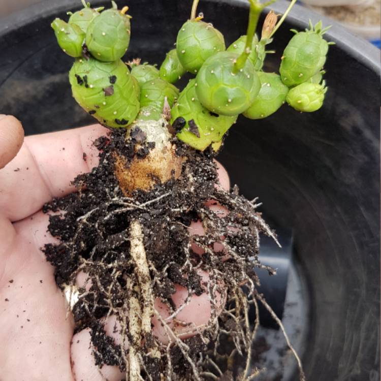 Plant image Euphorbia globosa