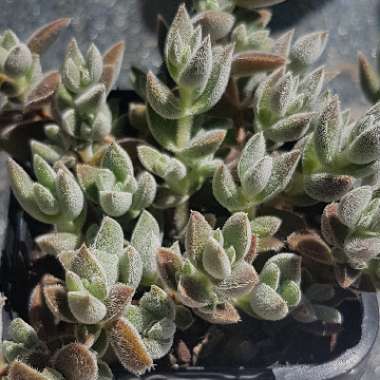 Crassula David